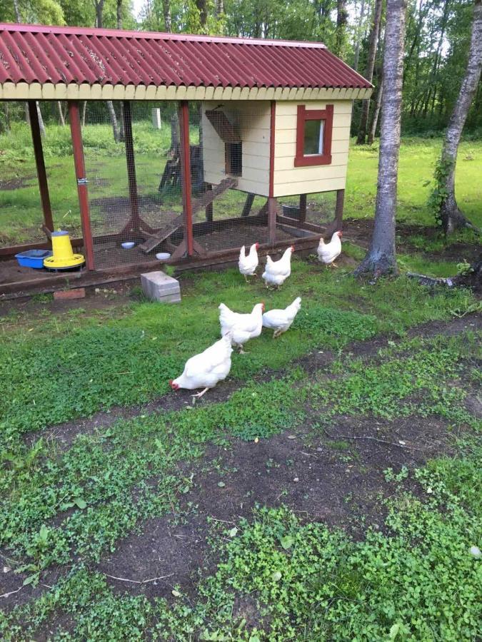 Reinholdi Puhkemaja Villa Jabara Eksteriør billede
